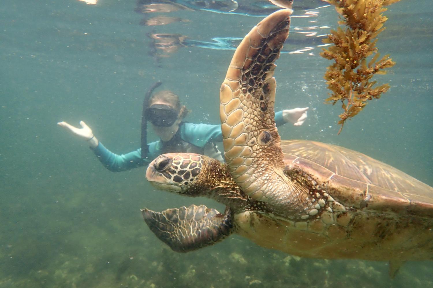 一名<a href='http://gwv.hbwendu.org'>博彩网址大全</a>学生在Galápagos群岛游学途中与一只巨龟游泳.